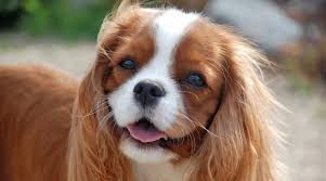 Cavaliers are the best of two worlds, combining the gentle attentiveness. Cavalier King Charles Spaniel Breed Info Facts Traits Pictures More