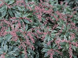 Image result for Pieris japonský little heath obrázek