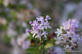 Image result for Ehretia rigida