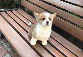 Family raised pembroke welsh corgis. Pembroke Welsh Corgi Puppy For Sale Adoption Rescue For Sale In San Jose California Classified Americanlisted Com