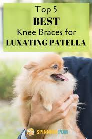 Top 5 Dog Knee Braces For Luxating Patella Spinning Pom In 2020 Dog Braces Pomeranian Facts Knee Brace