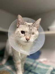 Hey Bloomington Fam- We are in need of canned cat food once again. Our  supply is dwindling and we have almost 230 cats in our care! That's a lot  of mouths to