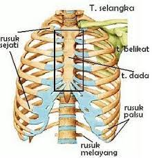 Tulang rusuk yang terpasang pada 12 tulang punggung torasik dan paling konvergen dan terhubung ke tulang dada (sternum) di depan. Tulang Dada Dan Rusuk Struktur Ciri Fungsi Nama Sternum