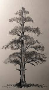 1164x1600 simple pencil sketches of tree. How To Make A Simple Spruce Tree Pencil Shades