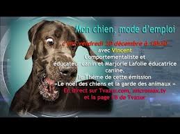 Des gardiens de la pia elevage canin et pension canine situé au luc en provence titulaire du certificat de capacité pour animaux bonjour marine, 25 ans. Mon Chien Mode D Emploi Youtube