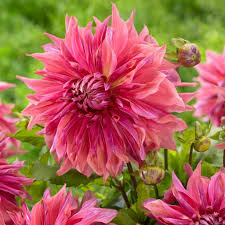 Many garden plants can be enjoyed as cut flowers and foliage in the home, offering cheaper and diverse alternatives to florist flowers. Pin On Dahlias