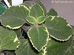 Image result for Coleus amboinicus