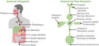 Human Digestive System Food Resorption In The Small Intestine Human Digestive System Digestive System Anatomy Digestive System