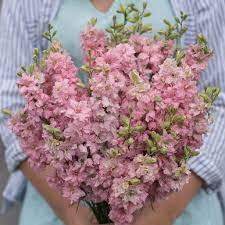 Pin On Flowers Pink