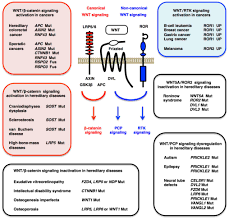 Taking lithium for bipolar disorder may cause a condition called lithium nephrogenic diabetes insipidus (ndi).﻿﻿ this is a rare disease in which your lithium can cause hypothyroidism and hyperparathyroidism.﻿﻿ your doctor should check your blood calcium levels periodically, as these are. Molecular Genetics And Targeted Therapy Of Wnt Related Human Diseases Review