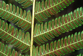 Image result for Pseudocyclosorus