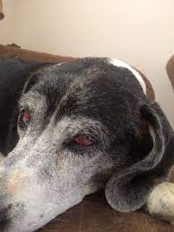 My dogs eyes are red instead of whit and they are rolling in his eye  differently. He tries to keep them closed or squinted | PetCoach