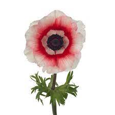 Anemone Mistral Red White Mayesh Wholesale Flowers Anemone Florist Supplies