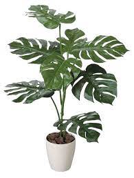 Pin By Ruth Arias On Pngs Plants Trees To Plant Planting Flowers