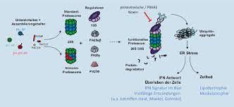 Proteasomes) sind große komplexe aus miteinander verbundenen proteinen (eiweißstoffen), die eine zylindrische bzw. Klinik Und Genetik Bei Proteasomen Assoziierten Autoinflammatorischen Syndromen Praas Springerlink