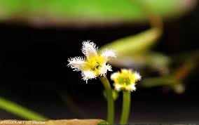 Image result for Nymphoides brevipedicellata