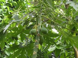 Image result for Carica papaya