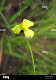 Image result for Xyris capensis