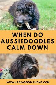 When do puppies calm down? When Do Aussiedoodles Calm Down 9 Great Tips