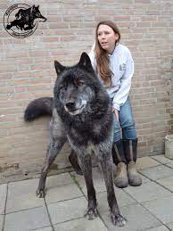 Pin By Bill Dobbin On Canis Lupus Wolf Hybrid Dogs Hybrid Dogs Wolf Dog