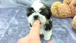 These are the best of the best. Tea Cup Pomeranian Dog For Sale Novocom Top