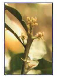 Image result for Lasiodiscus mannii