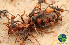 Kết quả hình ảnh cho KIẾN