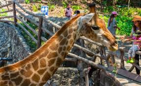 สวนส ตว เป ดเขาเข ยว มวยไทย