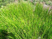 Image result for Eleocharis mutata