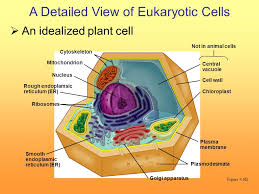 We did not find results for: A Tour Of The Cell Ppt Download