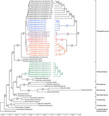 Image result for Sopubia lanata