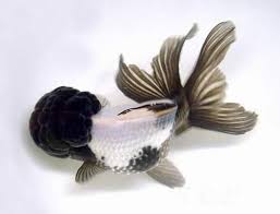 The panda color pattern is gorgerous. Koiondemand Beautiful Israeli Koi Carp Panda Oranda