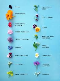 Log in to see price. How To Use Edible Flowers This Healthy Table