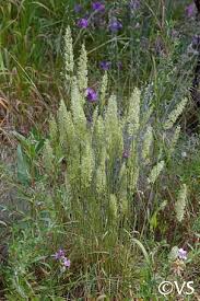 Image result for Koeleria