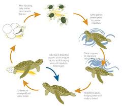Amphibian Life Cycle Diagram Diagrams Turtle Life Cycle Sea Turtle Sea Turtle Life Cycle