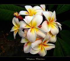 Thailand Flowers The Plumeria Madame Rainbow Indoor Flowering Plants Plumeria Flowers Plumeria