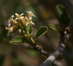 Image result for Cordia sinensis