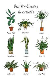A plant called creosote makes special chemicals, or toxins, that they release into nearby soil. Plants That Help Purify Clean The Air Air Cleaning Plants House Plants Indoor Bedroom Plants