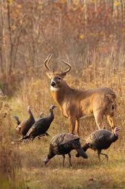 Mountain Vagabond Deer Pictures Deer Photos Whitetail Deer Pictures