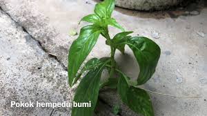 Herba tradisi asli berkhasiat tinggi tak terperi. Beza Pokok Hempedu Bumi Dan Pokok Belalai Gajah Youtube