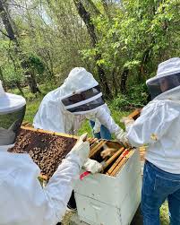 Profile for Beekeeping Club at UMD