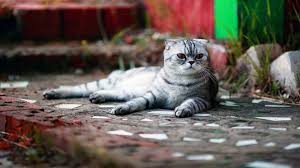 En Guzel Kedi Resimleri Windows 10 Wallpapers Rooteto Scottish Fold Cok Sirin Hayvanlar Kedi