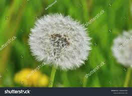 Image result for Taraxacum sp.