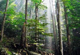 Undisturbed Definition And Synonyms Of Undisturbed In The English Dictionary