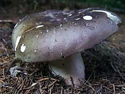 Image result for Russula perlactea