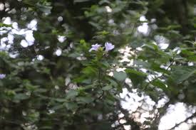 Image result for Barleria gueinzii