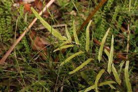 Image result for Lindsaea ensifolia