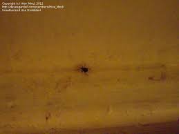 Finding small black bugs that jump and bite in your home is never nice. Insect And Spider Identification Closed What Is This Small Round Ish Black Bug 2 By Hive Mind