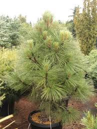 Image result for Jeffreya