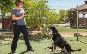 We guarantee that you'll find to fit your needs. Dream Dogs Dog Training Bermuda Dunes Ca